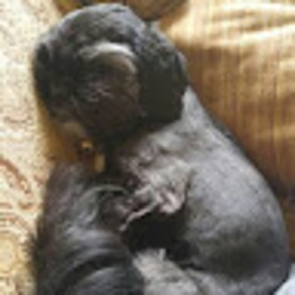 Meet your Posher, Emma - Picture 1 of 1